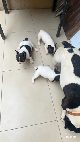 Buldogue francês 