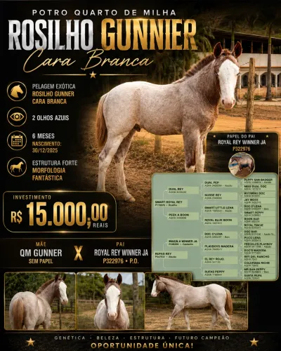 Potro Quarto de Milha Rosilho Gunner