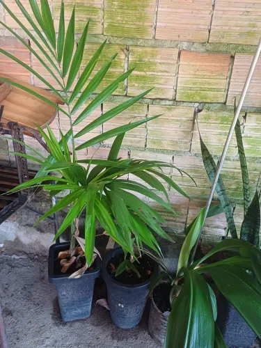Plantas e mudas de Acaizeiro