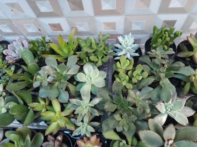 Planta suculanta