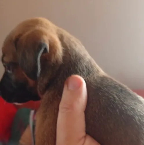 Pinscher fêmeas
