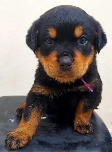 O Guardião da Família: Rottweiler com Temperamento Equilibrado, Saúde Garantida em Contrat