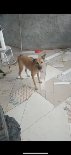 Doa se cachorra