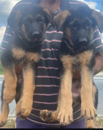 Filhote Rottweiler, esses filhotes podem derreter seu coração!