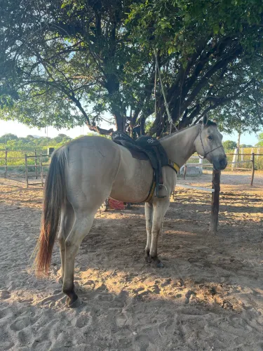 Cavalo de Diteita