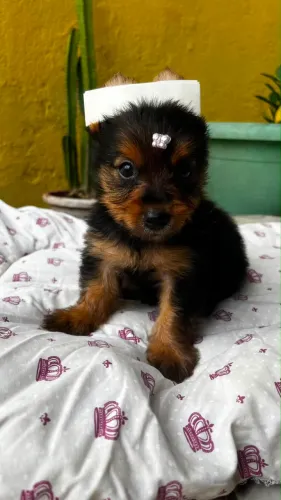 Filhote Yorkshire terrier macho legítimo