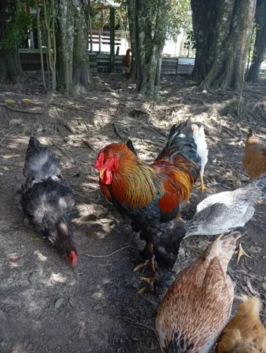 Galinha Brama mais galos