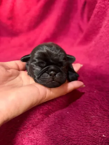 Pug
