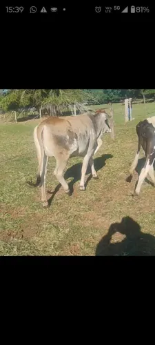 Vacas