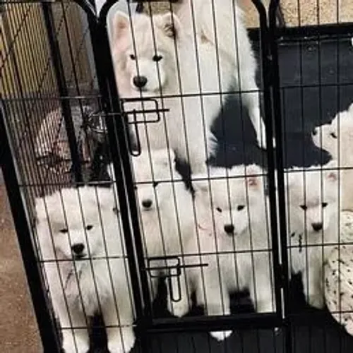 Samoyeda,Samoyeda Filhote Estrutura Perfeita Disponível