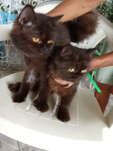 Vendo gatos persas 