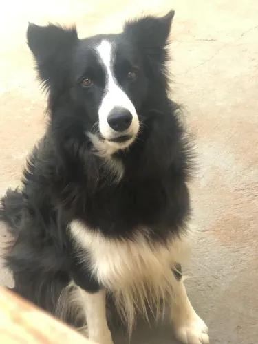 Border Collie macho