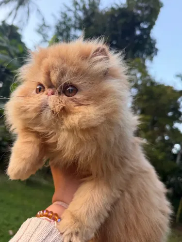 Gato Persa Macho SC 