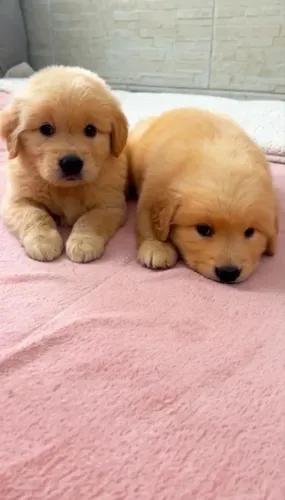 Filhote de golden
