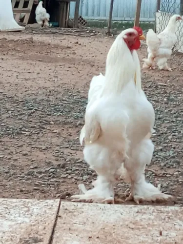 Vendo 2 frangos de raça Brahma padrão white