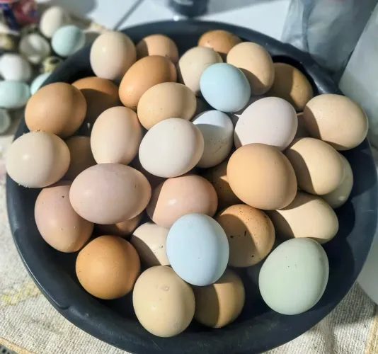 Ovos de galinhas poedeiras fértil 