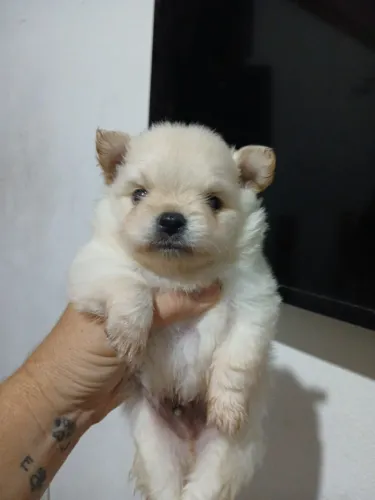 Cachorro Lulu da Pomerania 