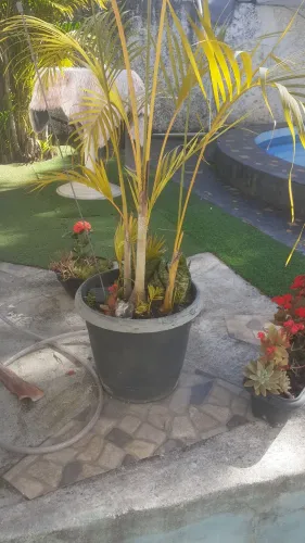 Palmeira ?