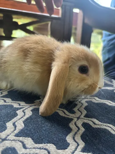 Coelho mini lop