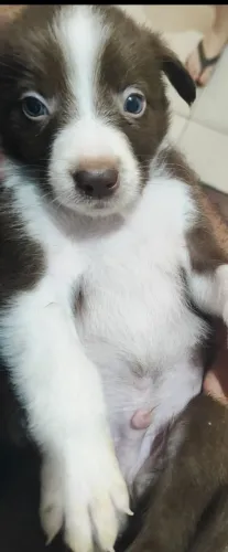 Border collie macho 60 dias