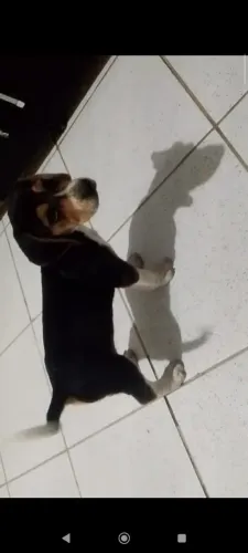 Vendo filhotes bigo com Fox Serrano