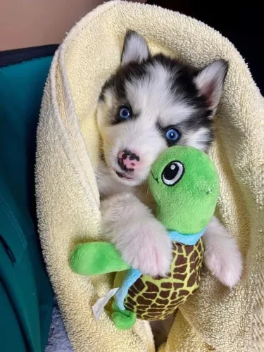 Husky Siberiano - Um Amigo Sempre Presente