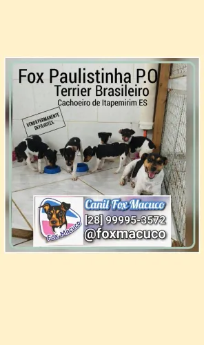 Fox Paulistinha P.O