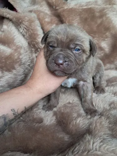 Cane corso