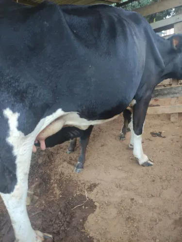 Vaca Gersolanda parida