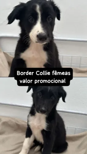 Border collie inteligência e amor em quatro patas