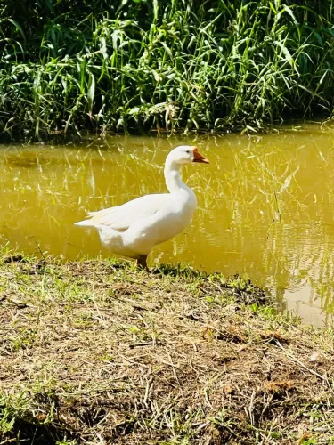 Casal ganso sinaleiro chinês