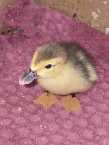 Patos e patas (filhotes)