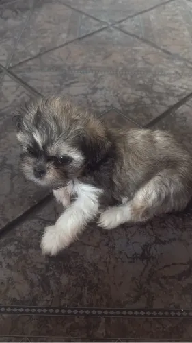 Vende-se shih tzu tricolor linda