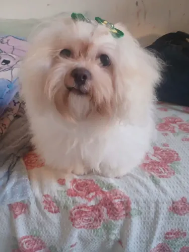 Cachorrinha toda branquinha