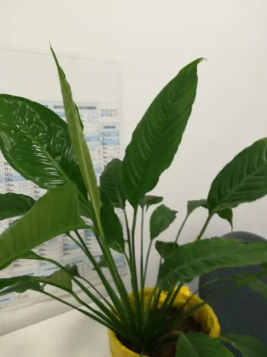 Flor - lirio-da-paz - Spathiphyllum wallisii