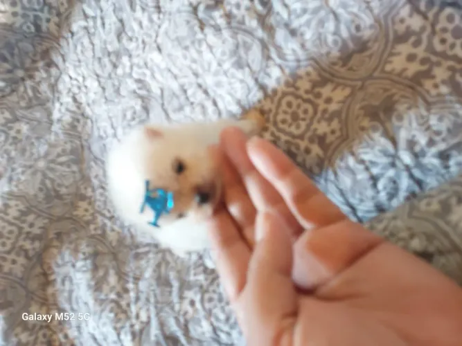 Lindos filhotes de lulu pomerania anão ?