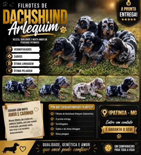 Filhotes de dachshund arlequim prata disponíveis (barc salcicha)