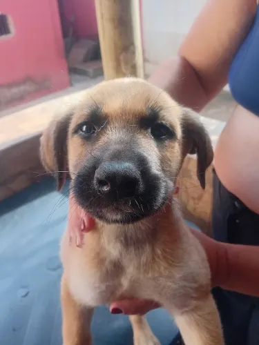 Vendo cachorros husky siberiano com labrador 300 reais