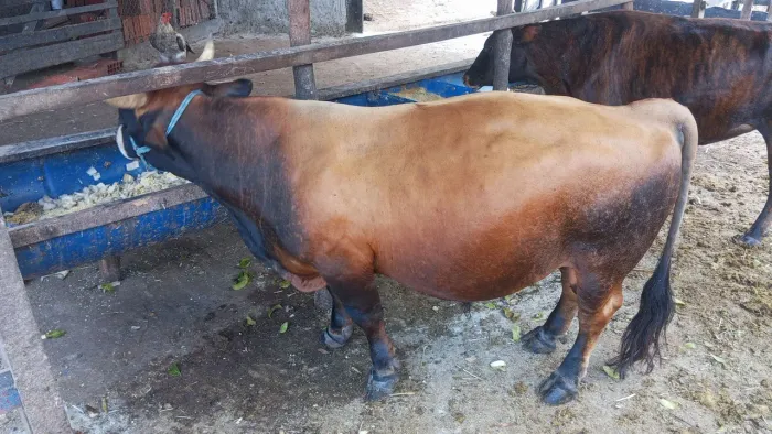 Touro e vacas Minevacas