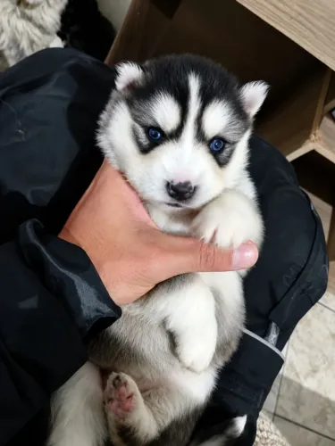 Husky siberiano (Pelagem Wooly)