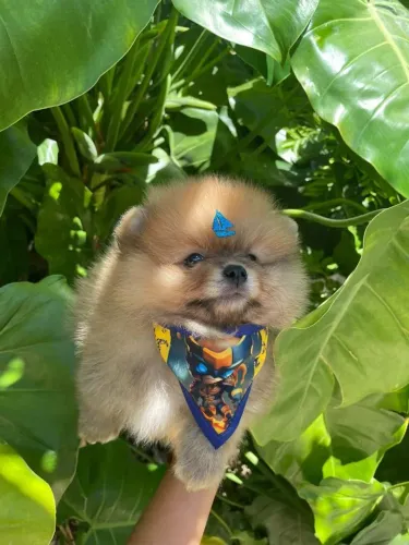 Filhote macho de Lulu da pomerânia
