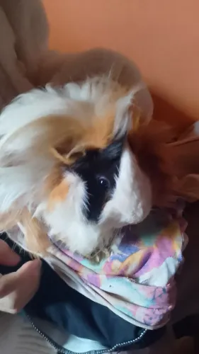 Porquinho da índia