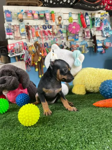 Pinscher miniatura fêmea cor preto e canela 