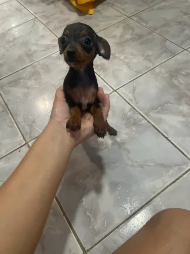 Cachorro pinsche 