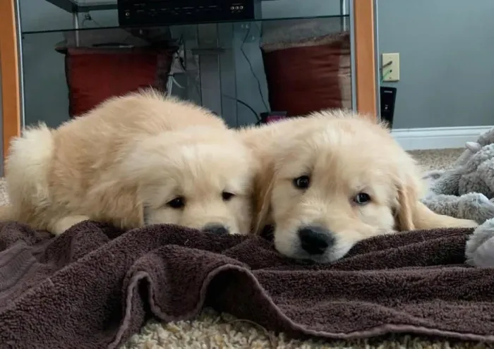 Filhote Golden Retriever, Seu novo melhor amigo está a um passo de você!
