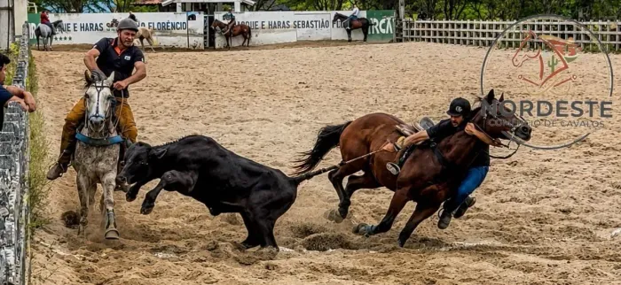 Cavalo de Direita Pronto e Puro