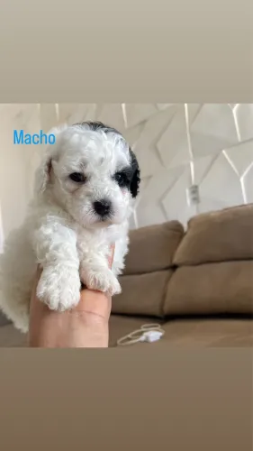 Poodle toy