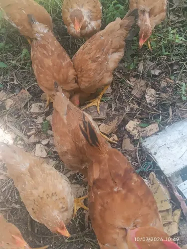 Galinha caipira