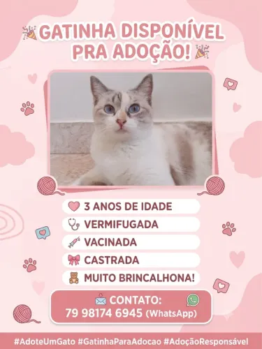 Gata disponível para adoção