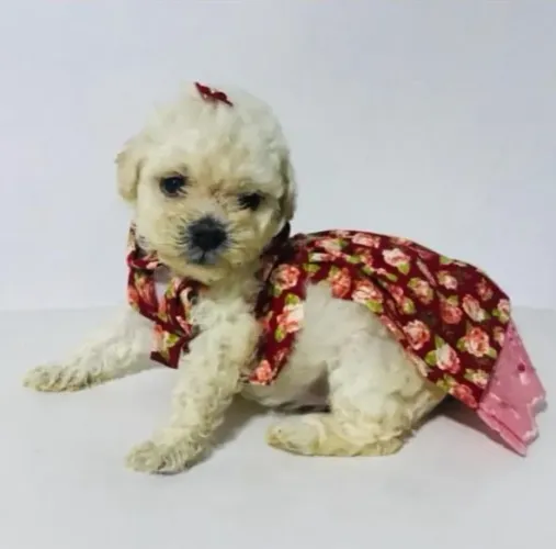 Poodle branca